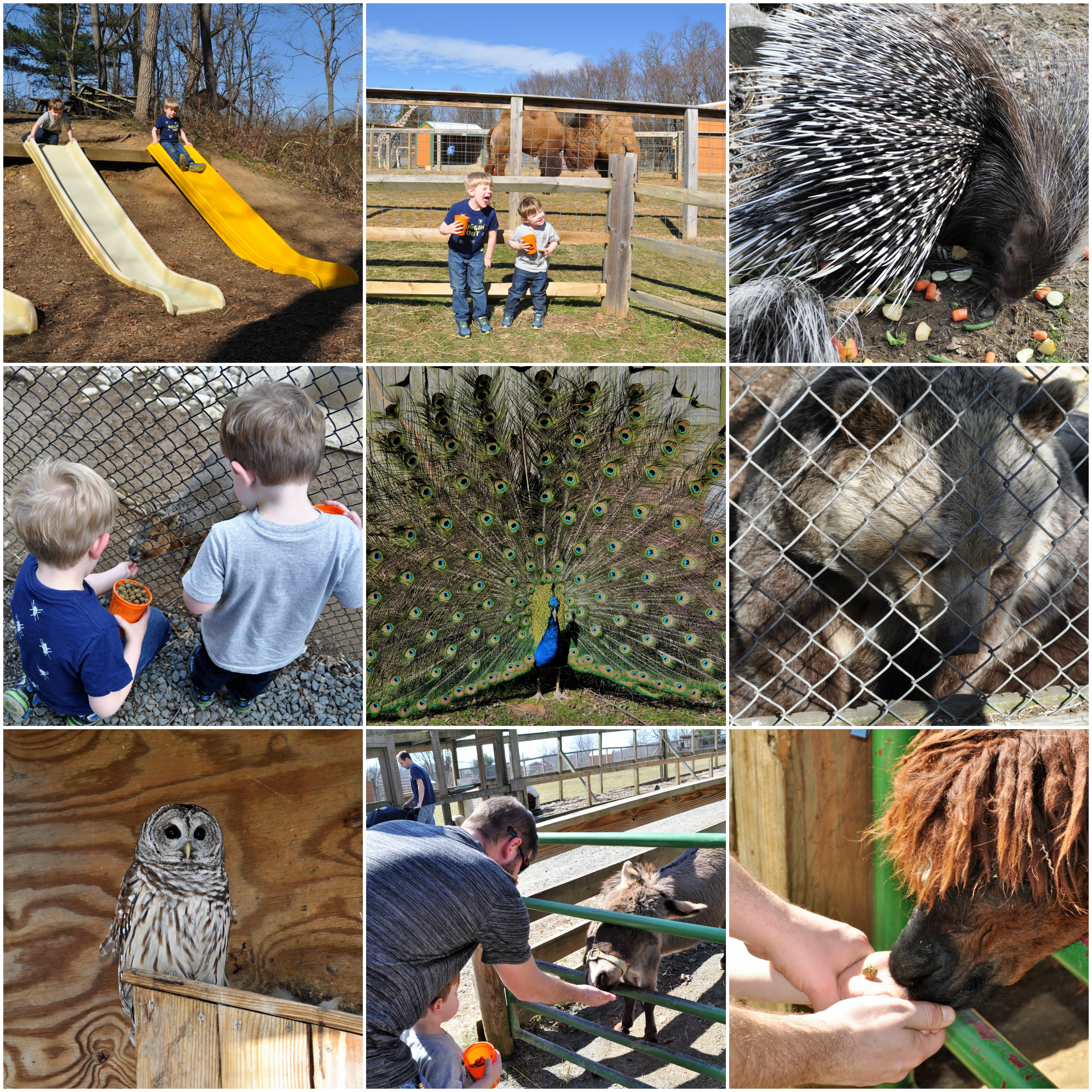 Plumpton Park Zoo Map Plumpton Park Zoo - The Buckit Blog