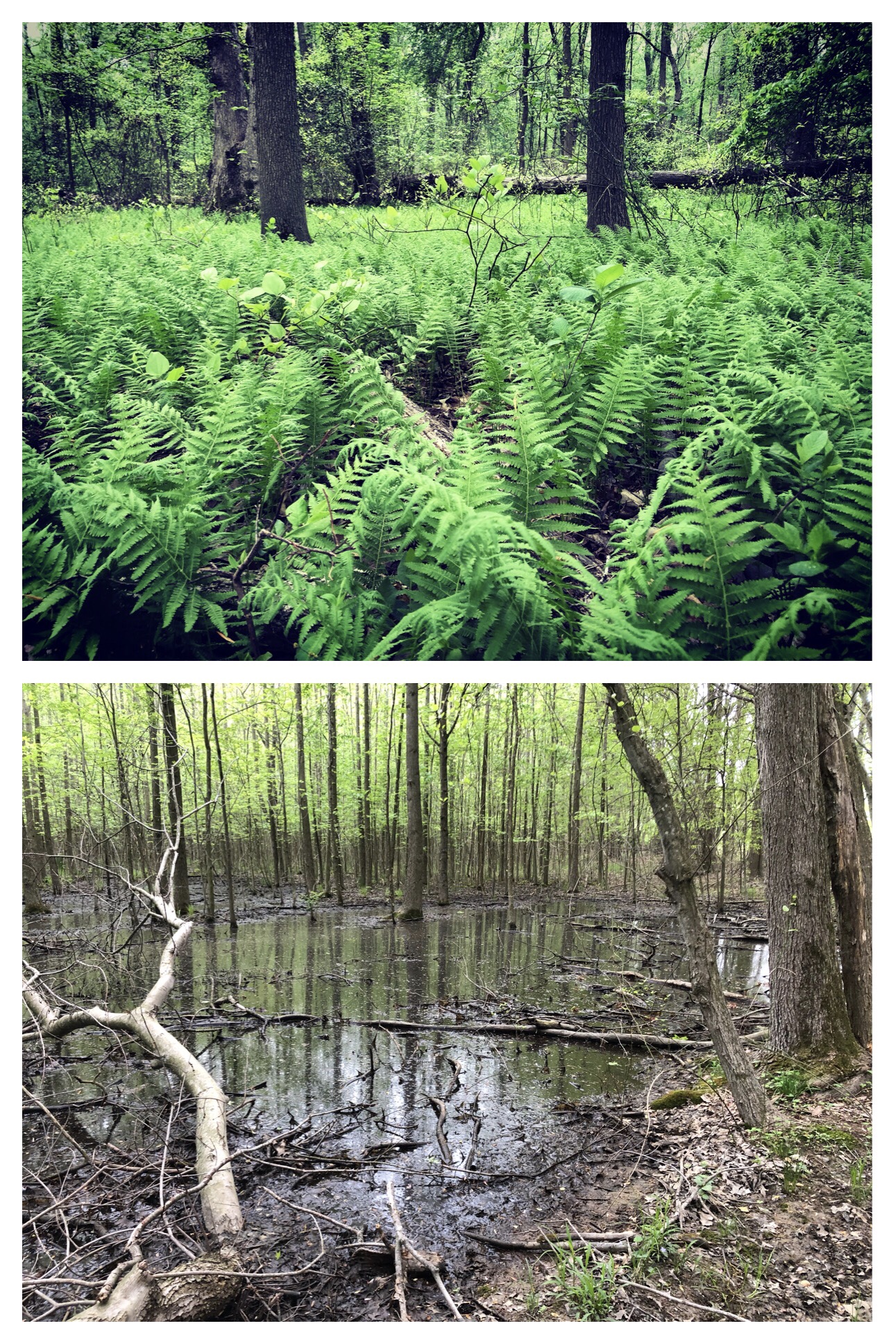 Fork Branch Nature Preserve The Buckit Blog